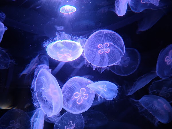 Shikoku Aquarium 2