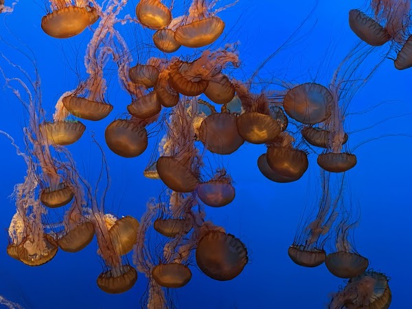 Monterey Bay Aquarium 2