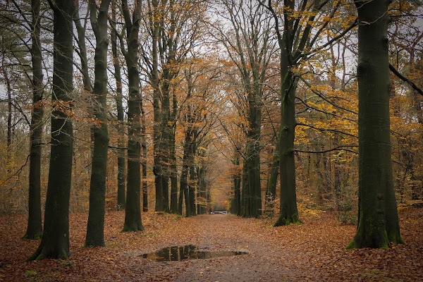 Bornia - Utrechtslandschap