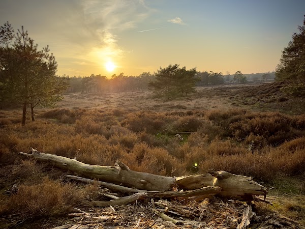 Bornia - Utrechtslandschap 5