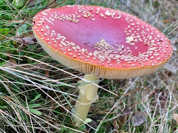 Bornia - Utrechtslandschap 2
