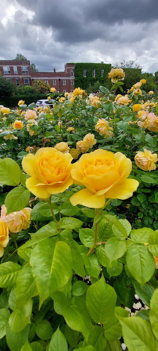 Queen Mary's Rose Gardens 4