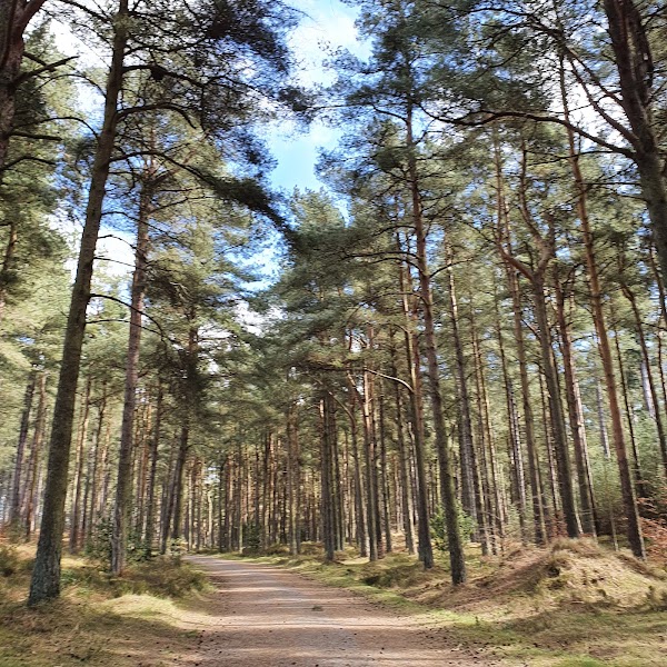 Tentsmuir Forest