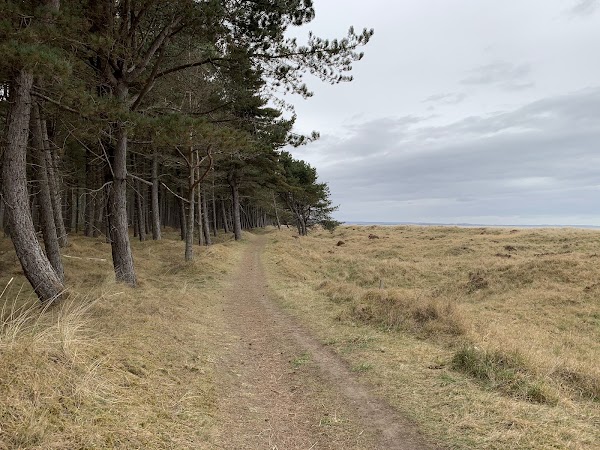 Tentsmuir Forest 5