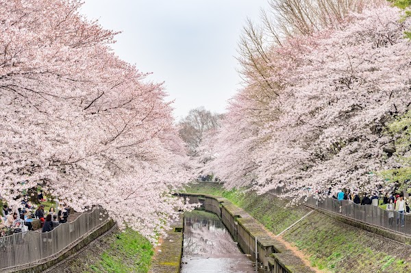 Tokyo Spring: Festival guide🌸🌷 10
