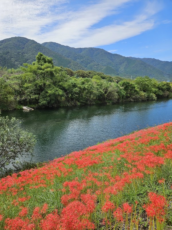 Spider Lily of the Tsuya River