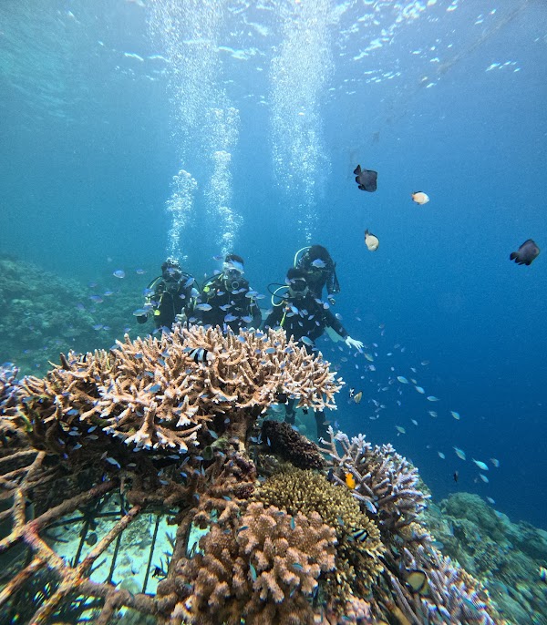 Napaling Reef 3