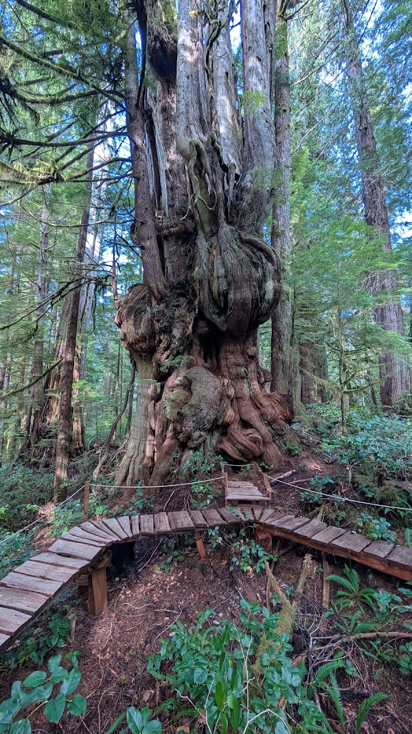 Cheewhat Giant Trailhead 1