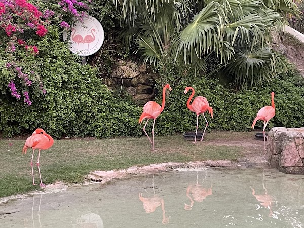 Flamingo Cay 5
