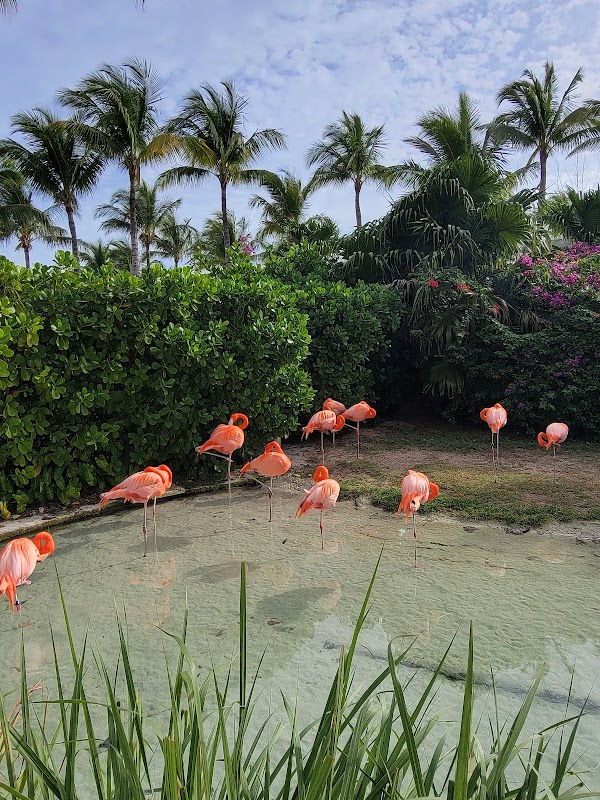 Flamingo Cay 4