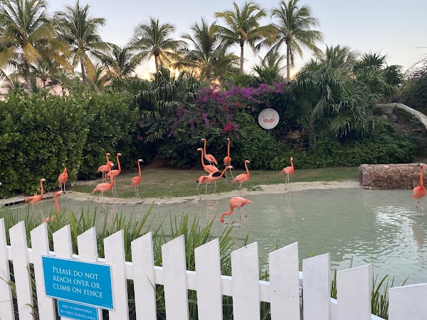 Flamingo Cay 3