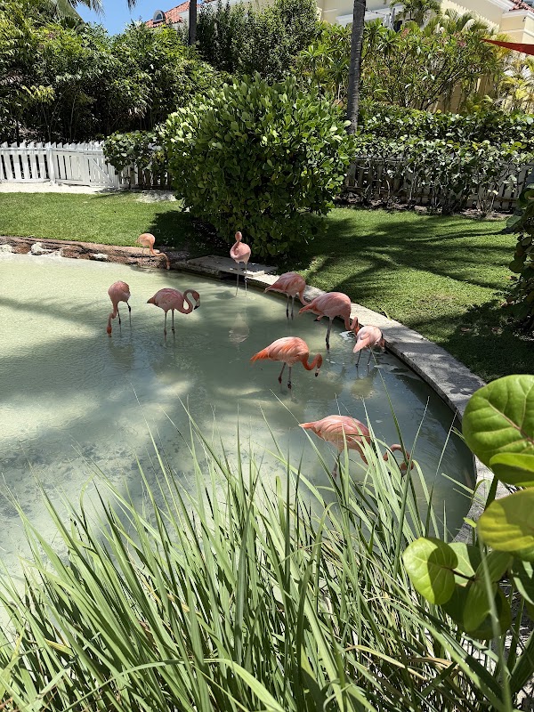 Flamingo Cay 2