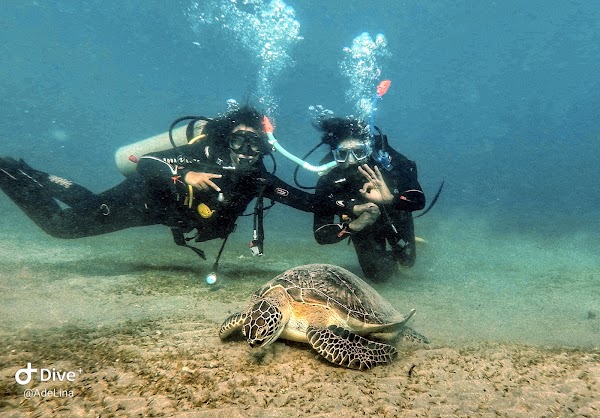 Blue Ocean Dive Centers & Resorts 5
