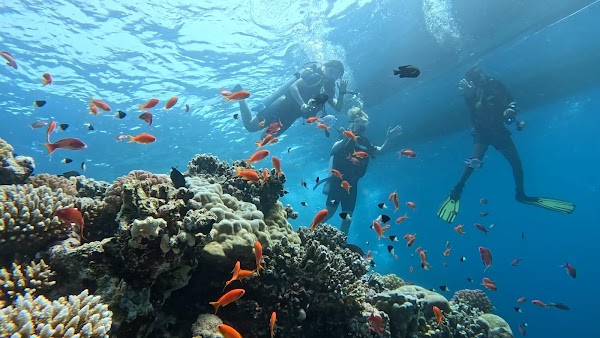 Blue Ocean Dive Centers & Resorts 4