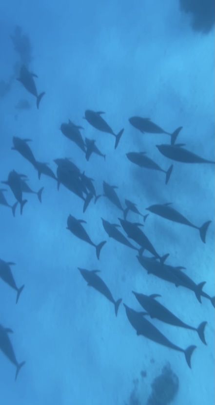 Blue Ocean Dive Centers & Resorts 2