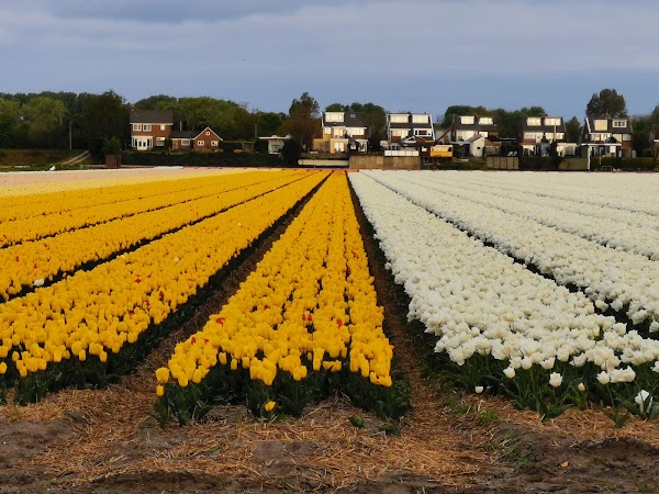Bollenstreek