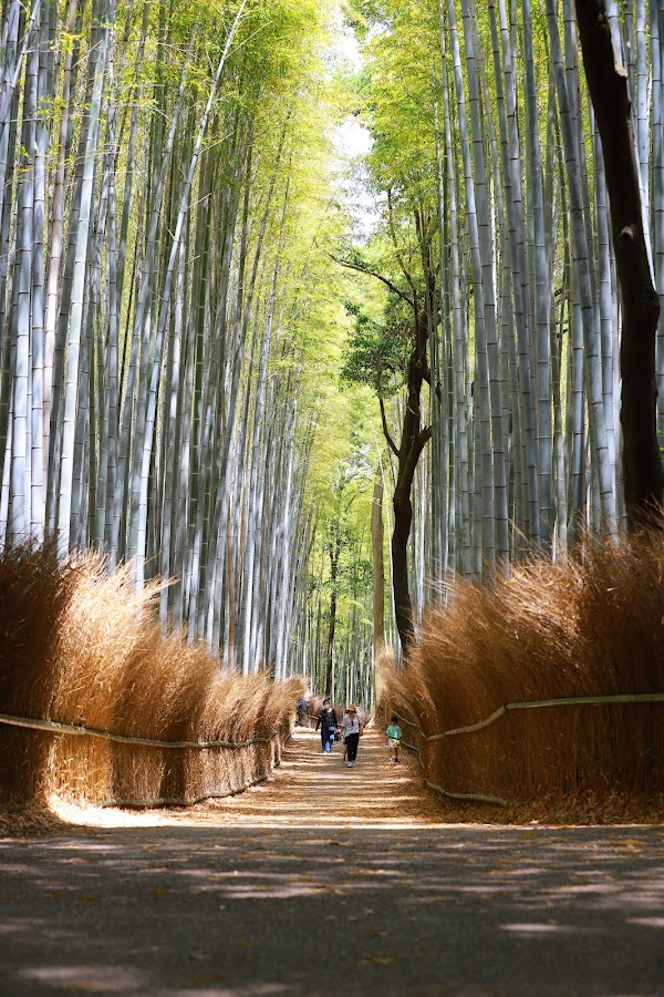 Arashiyama 1