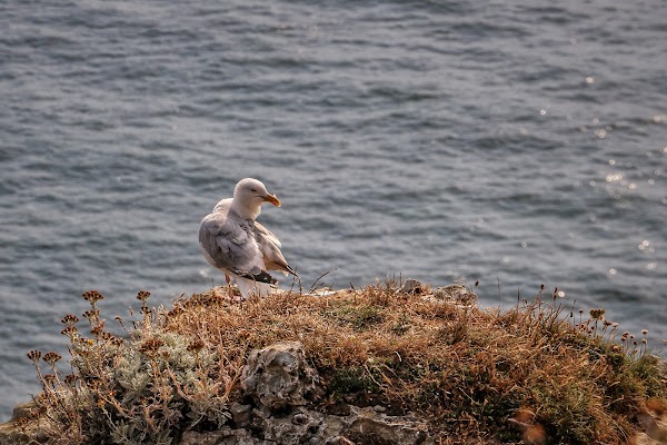 Falaise d'Aval 2