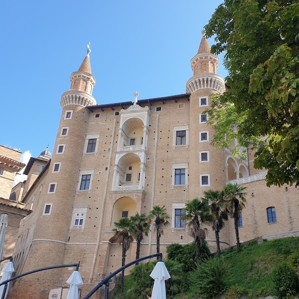 Urbino 4