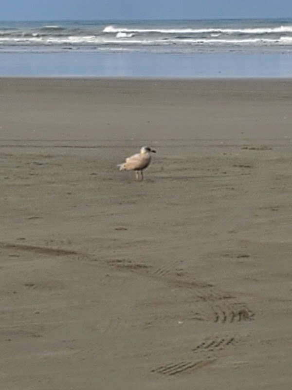 Ocean Shores Beach 2