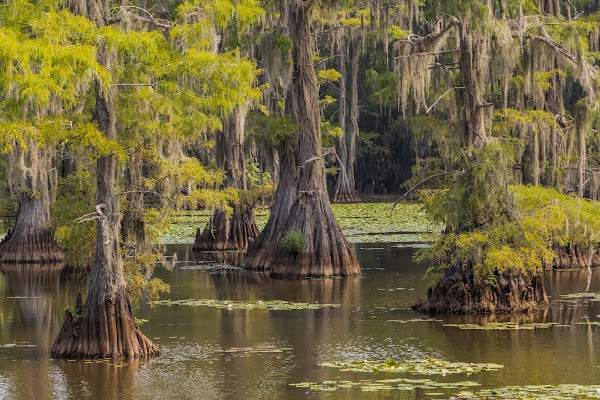 Caddo Lake State Park 1