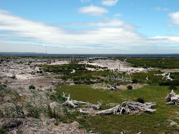 Todowara