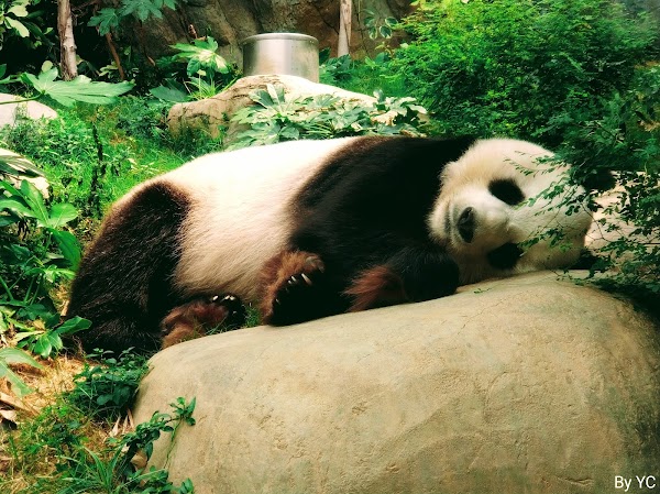Ocean Park 2