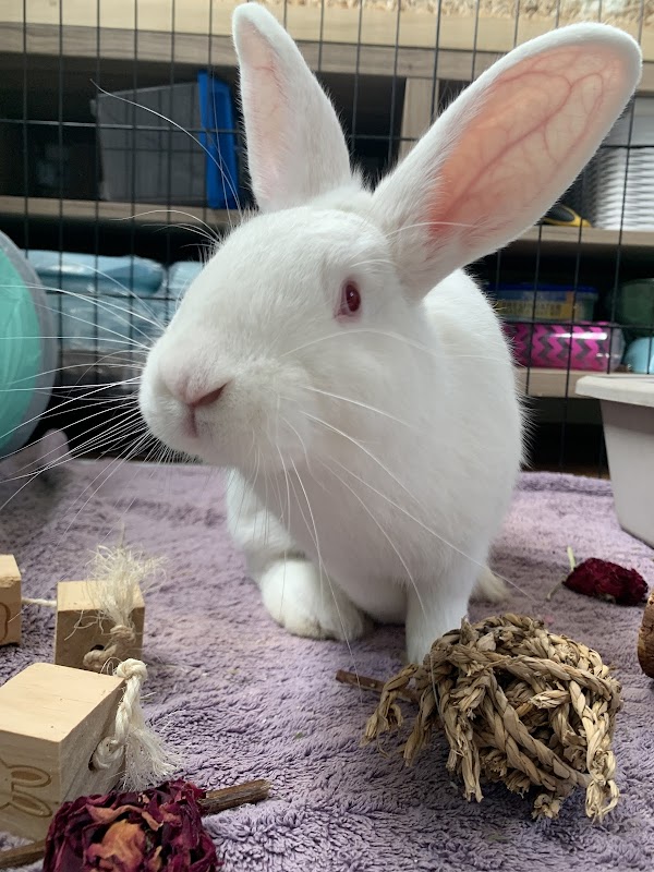 Oakland Animal Services 1