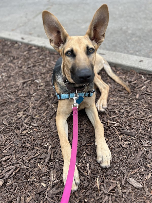 Oakland Animal Services 5