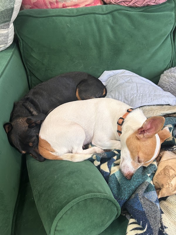 Oakland Animal Services 4