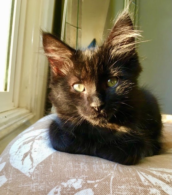 Oakland Animal Services 3