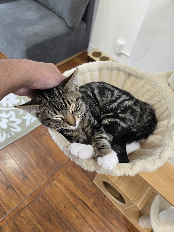 Mini Cat Town 1