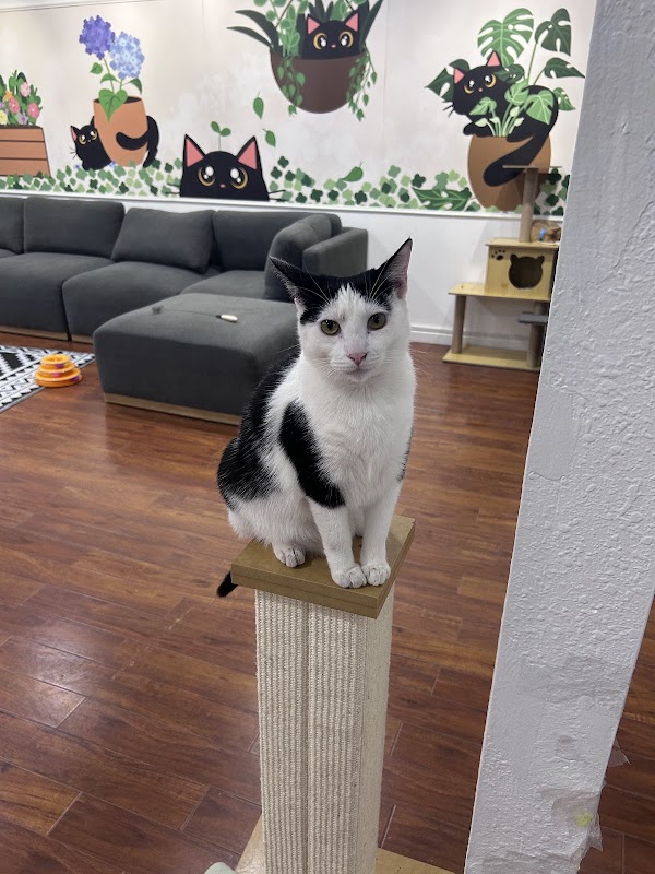 Mini Cat Town 4