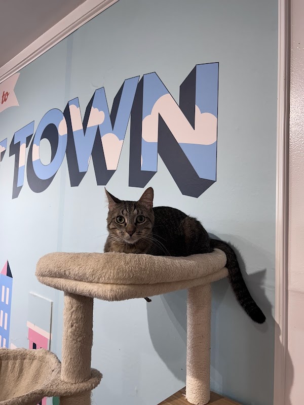 Mini Cat Town 3