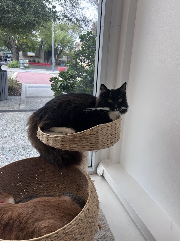 Mini Cat Town 2
