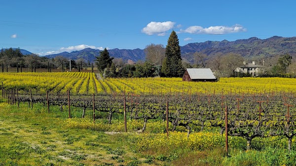 Trinchero Napa Valley Winery 5