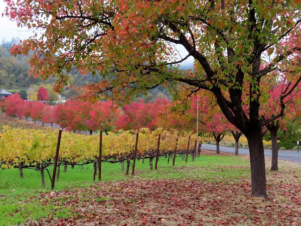 Trinchero Napa Valley Winery 3
