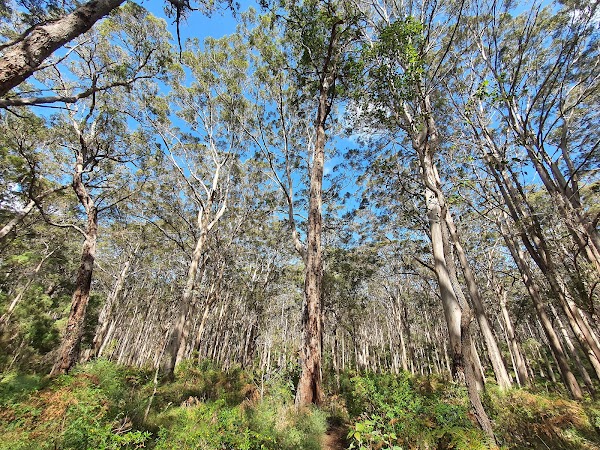 Boranup
