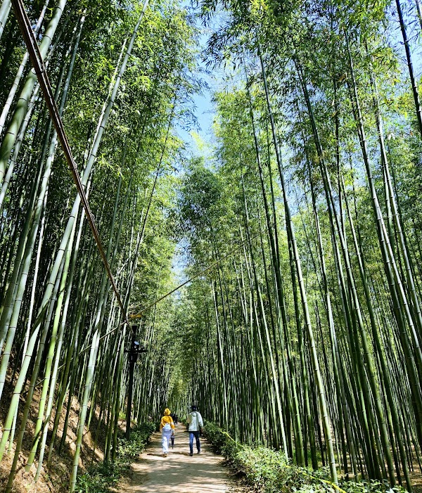 Seomjingang Bamboo Forest Trail