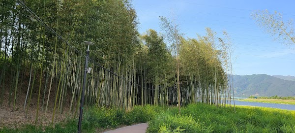 Seomjingang Bamboo Forest Trail 4