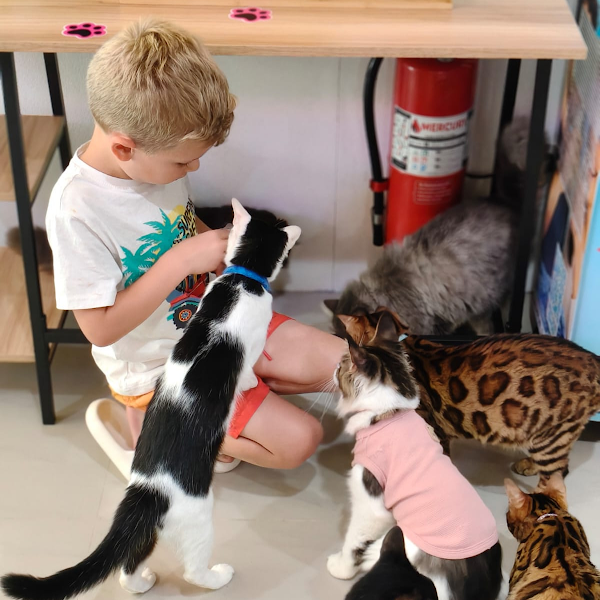 Cat café by CatWorld 4