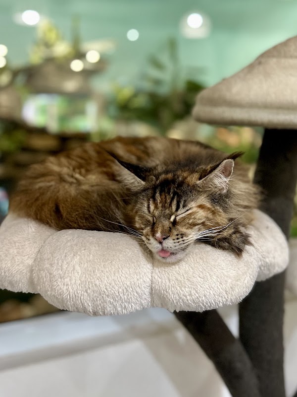 Cat café by CatWorld 3