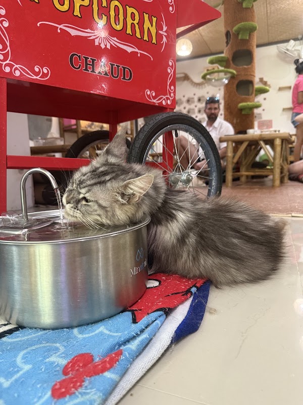 Cat café by CatWorld 2