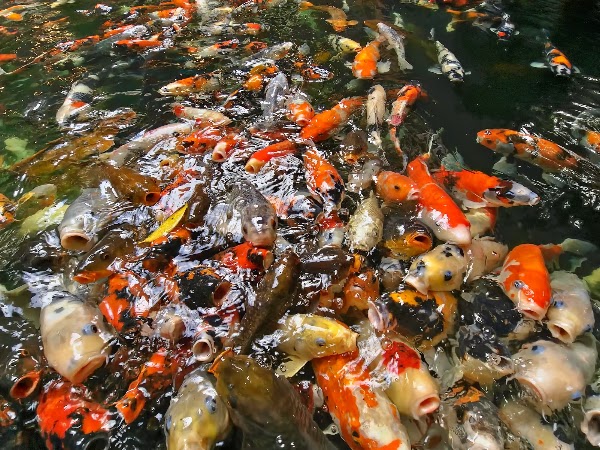 Carp Café 3