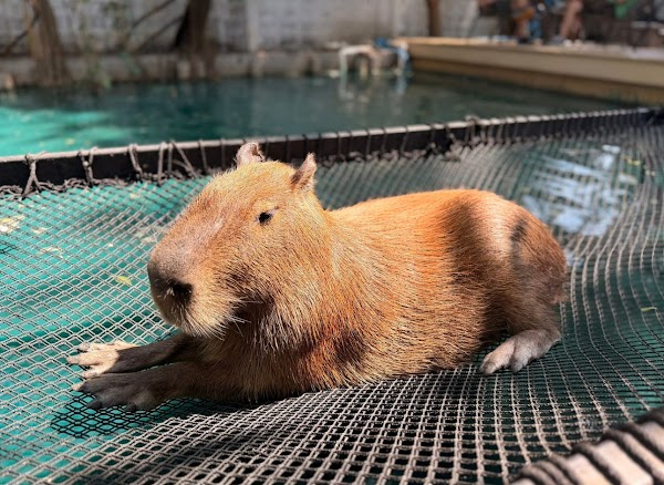 Little Zoo Garden Capybara Cafe Bangkok 4