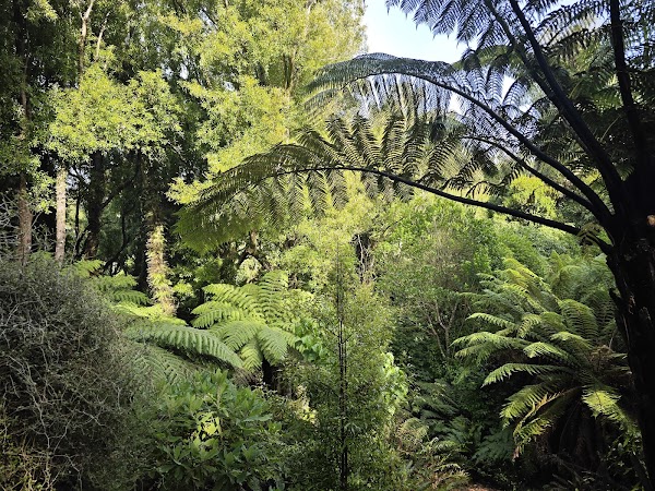 Otari-Wilton's Bush 4