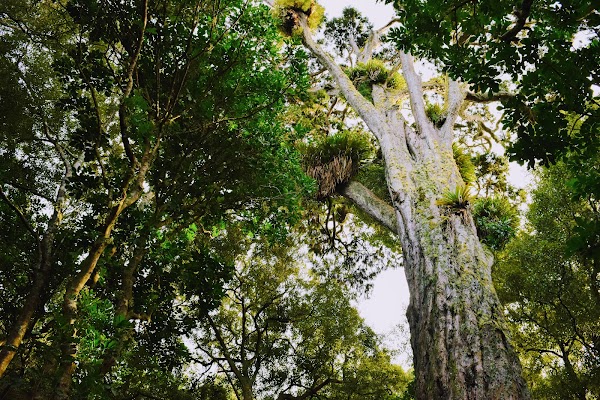 Otari-Wilton's Bush 3