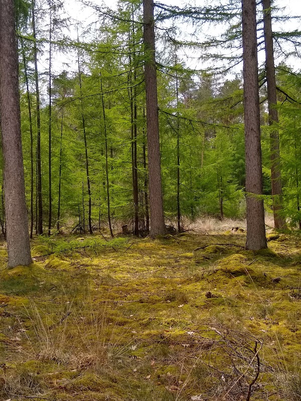 Zandspeelplaats boswachterij Grolloo 2