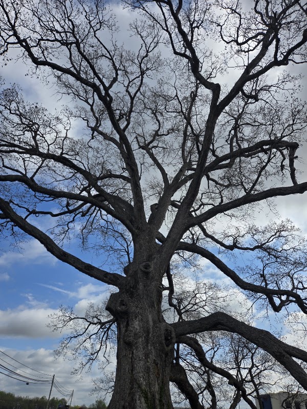 The Birthing Tree