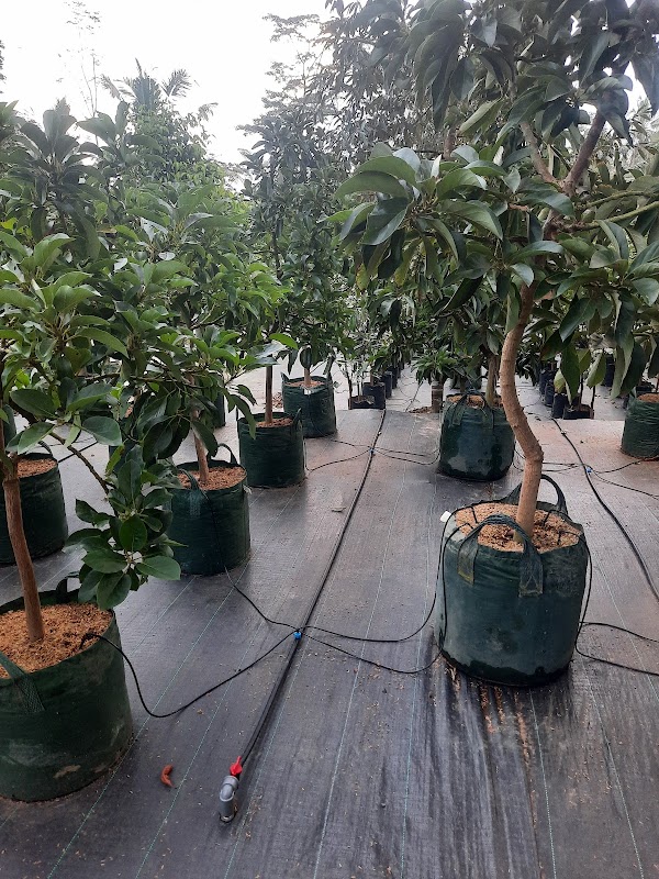 Paru Paru Dunia Agro 1